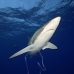 shark_silky_far_jar_v_0512_cub5588.jpg